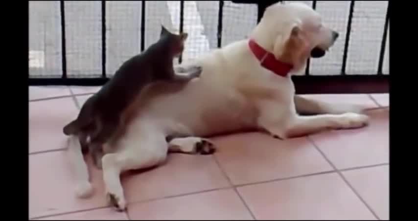 Funny Animal Clips! (Part 1)