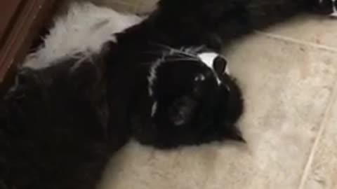 Black and white cat laying in front of white heater