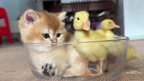 The kitten sincerely invites the duckling to crawl into the bowl and sleep.🤣Such cute funny animals