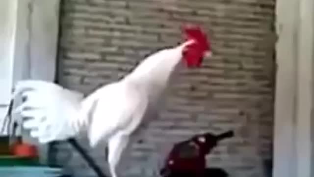 rooster Laughing