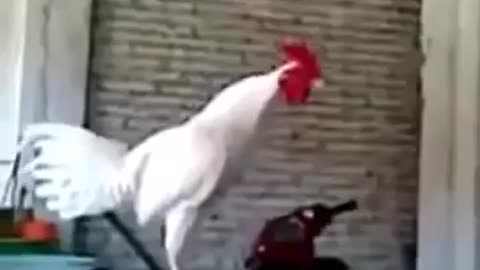 rooster Laughing