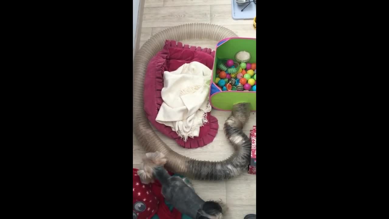Yorkie enjoys her play time with frisky ferrets friends