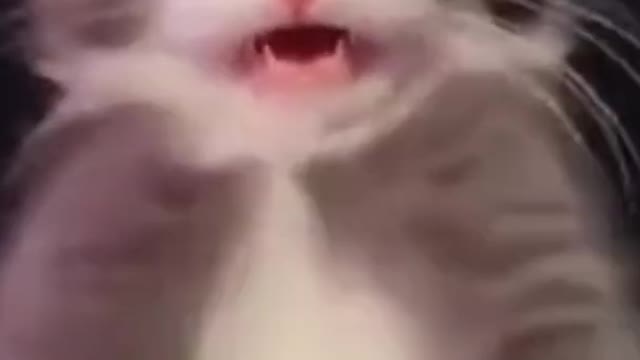 Best funny and cute cats video