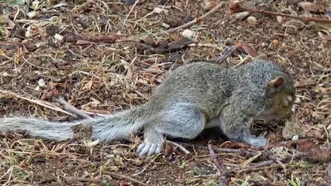 How to Take Care of a Baby Squirrel - Everything You Need to Know