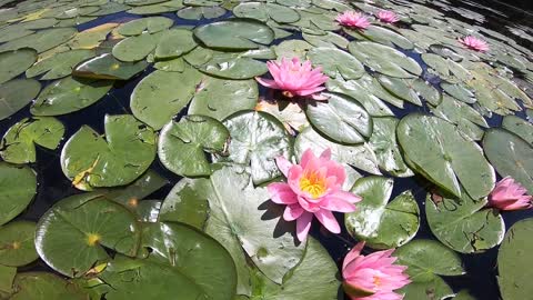 Water lilies