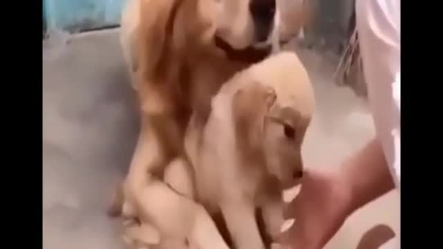 Best Of The 2021 Funny Animal Videos yes funny