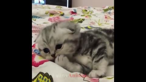 🐱Cute kittens videos compilation❤❤