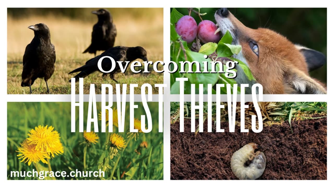 Overcoming Harvest Thieves : Thorns and Weeds