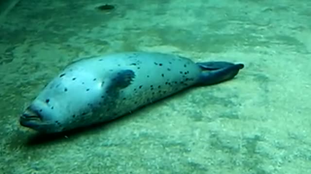 seal sleeping under water