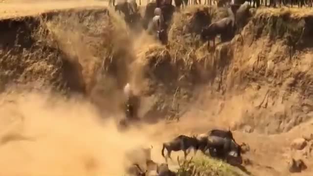 Underwater Ambush from Croccodile