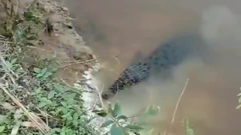 This is a beautiful and charming water-dwelling species