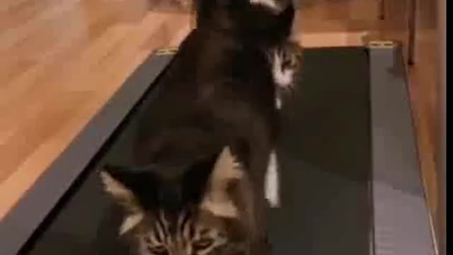 ⚠️ Funny cats, jokes and kitties 85 ⚠️