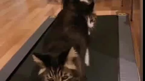 ⚠️ Funny cats, jokes and kitties 85 ⚠️