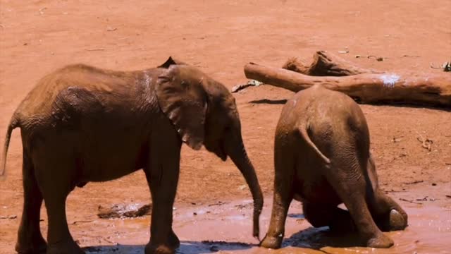 Baby elephant fighting and Playing in the river