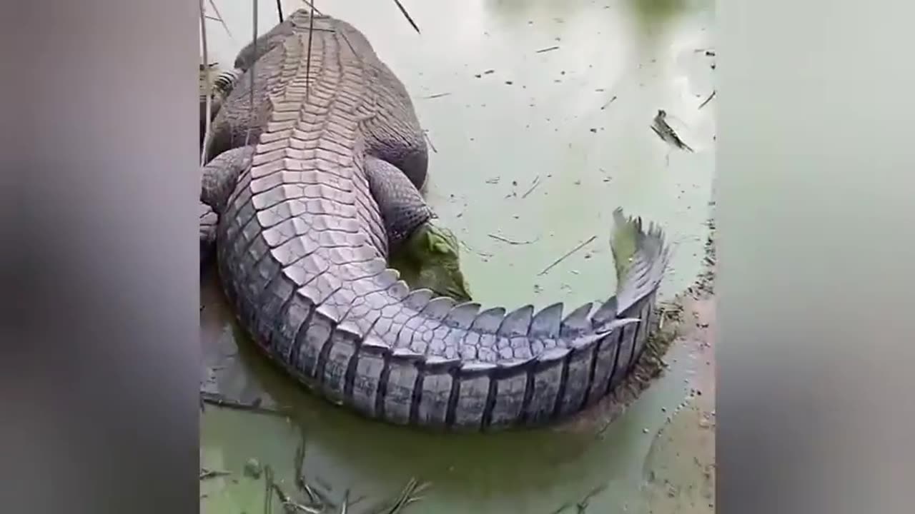 CROCODILE ATTACK!