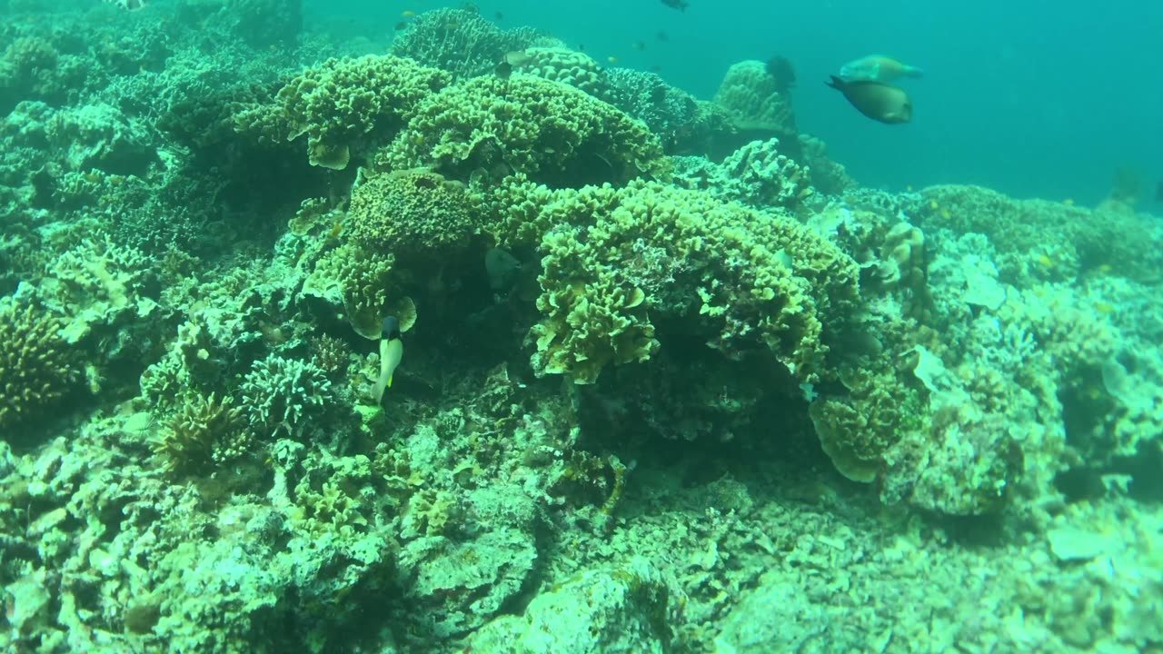 Remora fish likes to piggyback with sea turtle