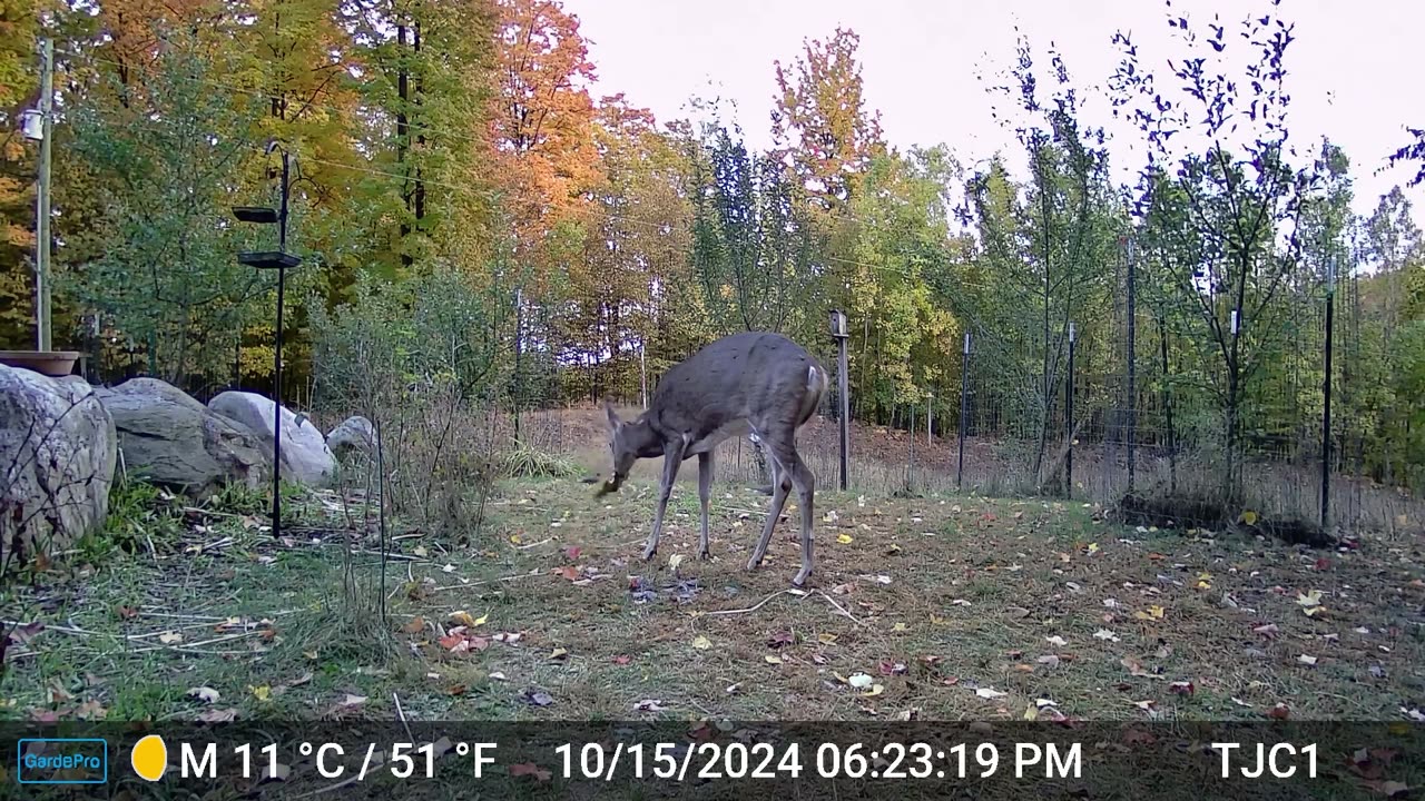 Deer Eating Sunflower