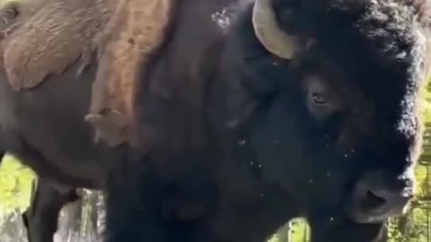 An absolute unit!