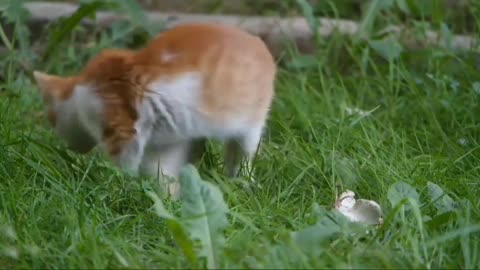 Cute cat and cute corgi video