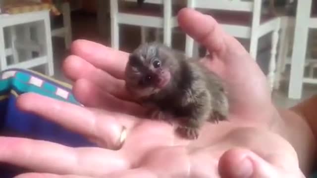 The cutest monkey ever
