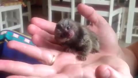 The cutest monkey ever