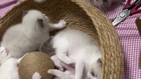 The cat is playing with her kitten🥰💞🥰 funny videos
