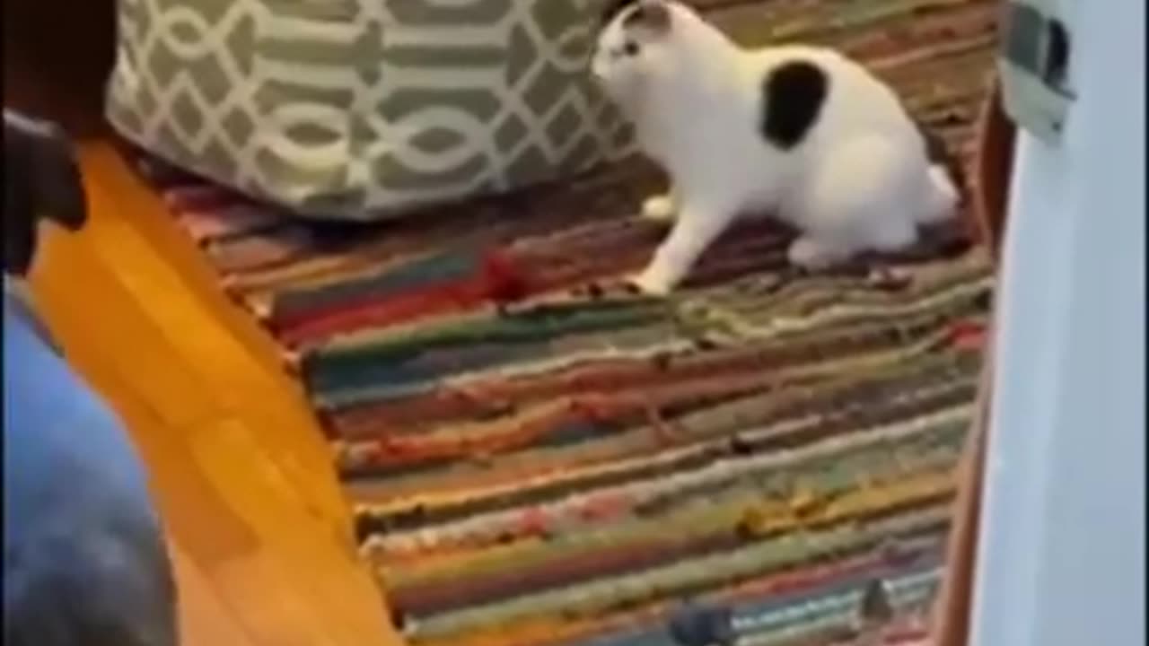 Funny animals videos