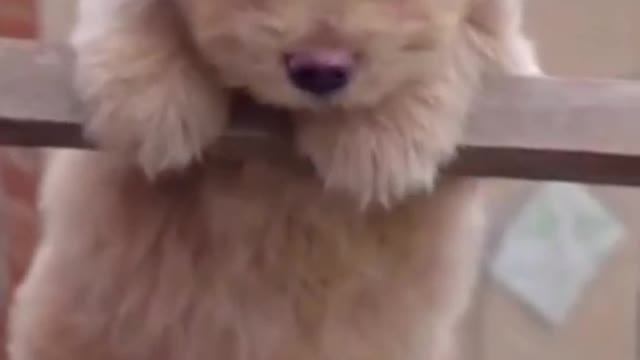 funny and cute dog video reactions be like