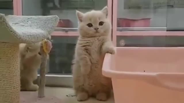 Lovely Cats Animals4World