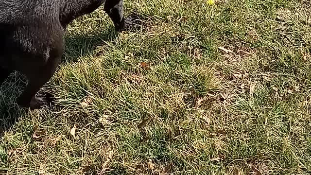 Dogs having fun..