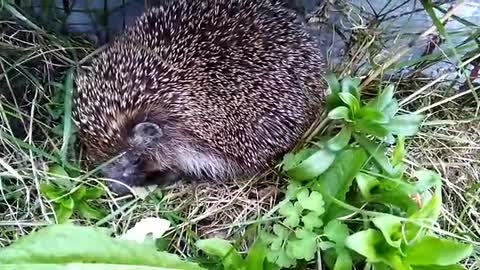 Hedgehog with an appetite eats cheese