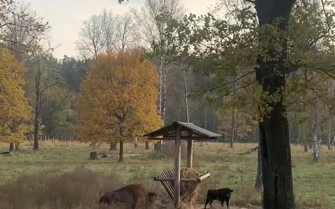 Bison reintroduction program