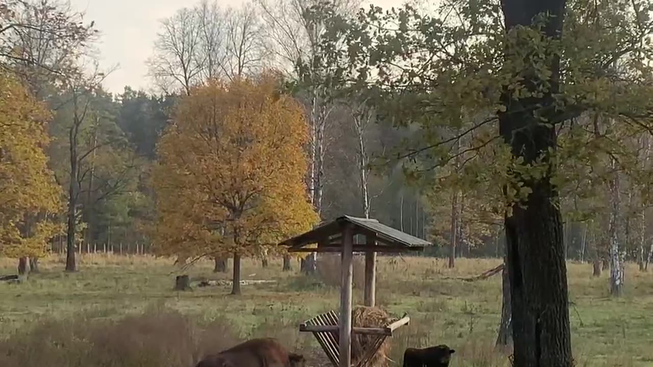 Bison reintroduction program