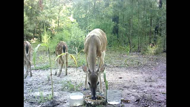 Southeast Texas Backyard Wildlife Garden 82