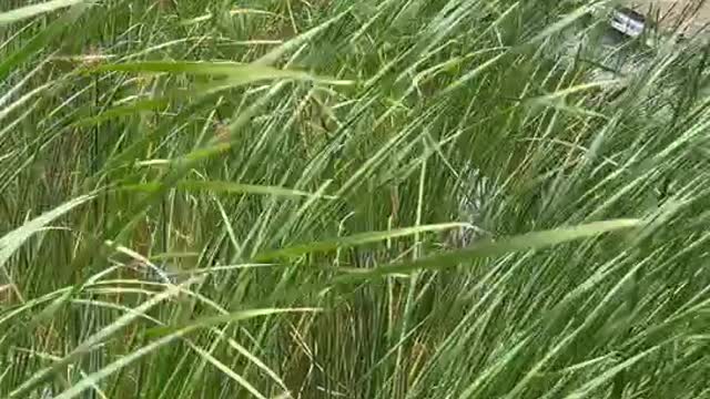 These reeds are very tall