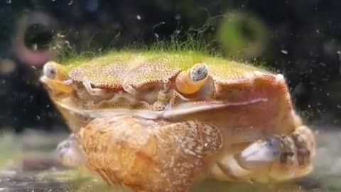 What would you do if you found a crab with all its legs broken