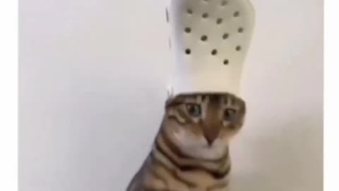 Playful Kittens in Action The Best Funny Moments!