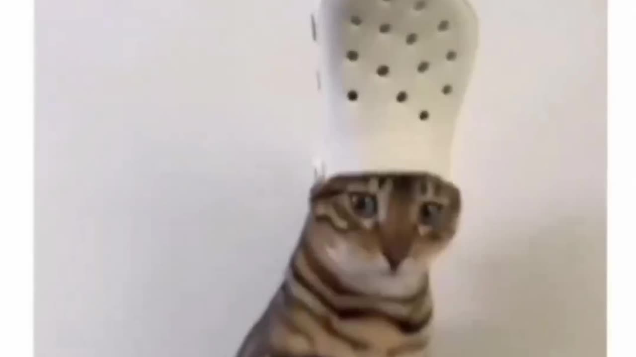 Playful Kittens in Action The Best Funny Moments!