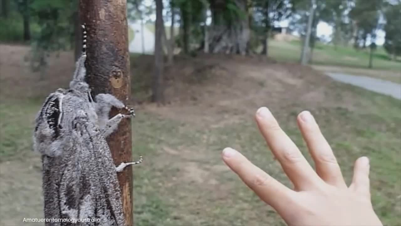 Giant wood moth found in Australia