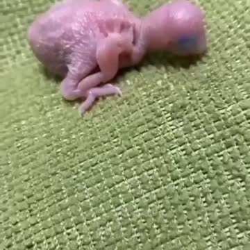 A new parrot hatches from an egg(Baby budgie)🐦