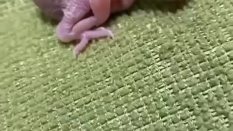 A new parrot hatches from an egg(Baby budgie)🐦