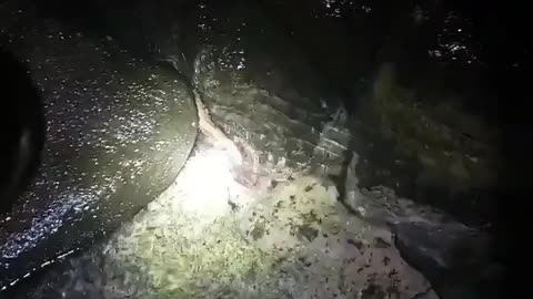 Wildlife & Funs