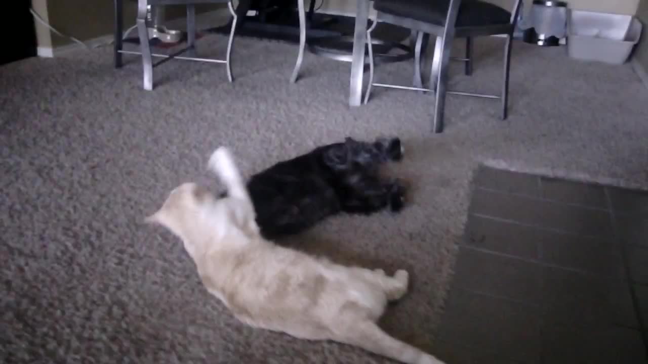 Cat Vs Dog Who is King of the Carpet