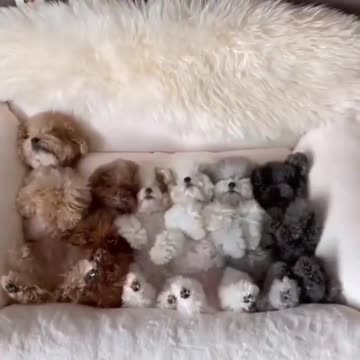 Funny Dogs & Animals