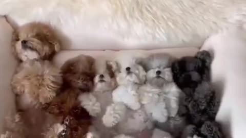 Funny Dogs & Animals