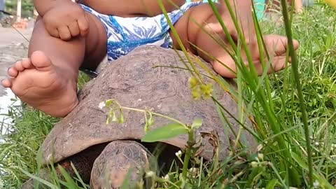 my boy walking with his tortoise