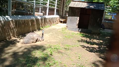 Ostrich laying eggs