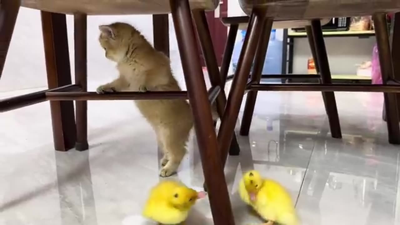 Cute kitten invites ducklings to play together!