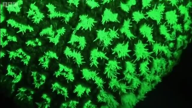 Underwater Fluorescence Disco | Oceans | BBC Earth