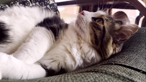 Feline Serenity: Relaxing Moments with Adorable Cat Breeds No.5